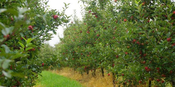 Pine Crest Orchard Bilpen-Apples